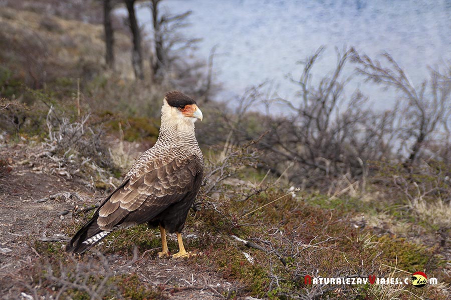 Carancho en El Chaltén
