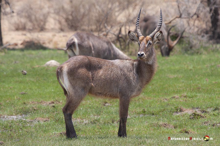 waterbuck reserva nacional buffalo springs