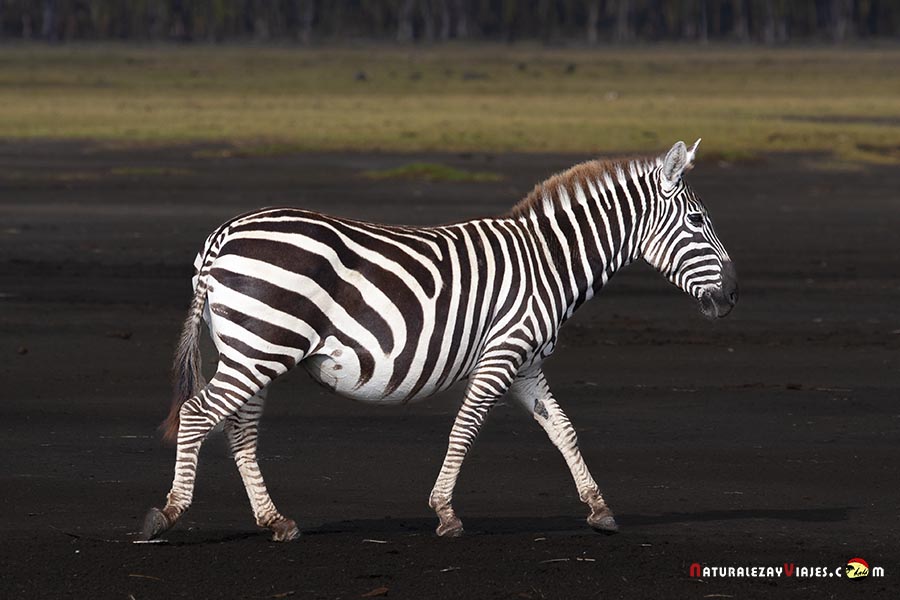 Cebra en el Parque Nacional Lago Nakuru