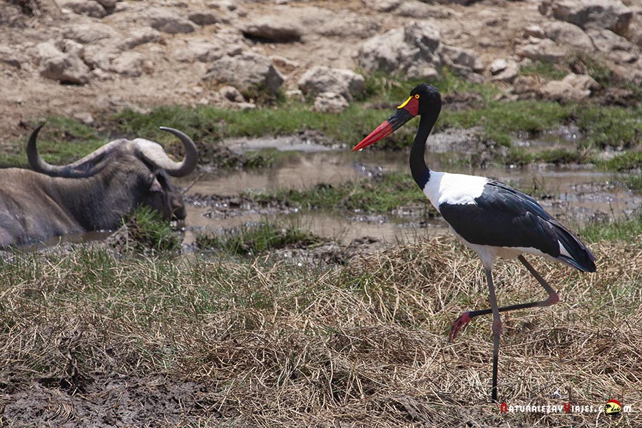 JAribú en Buffalo Springs Kenia