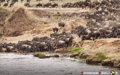 Reserva Nacional Masai Mara (2ª parte). El cruce del río Mara