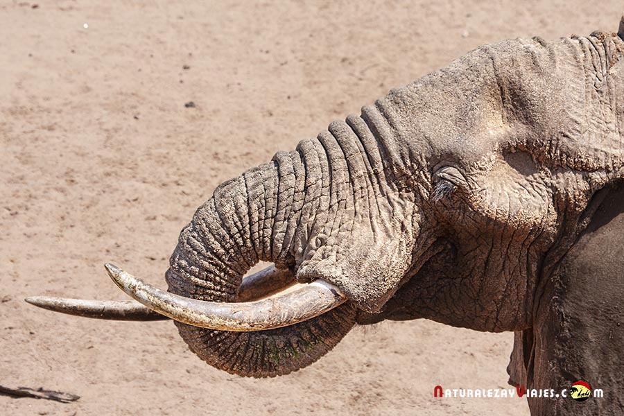 Elefante en Ewaso Ngiro
