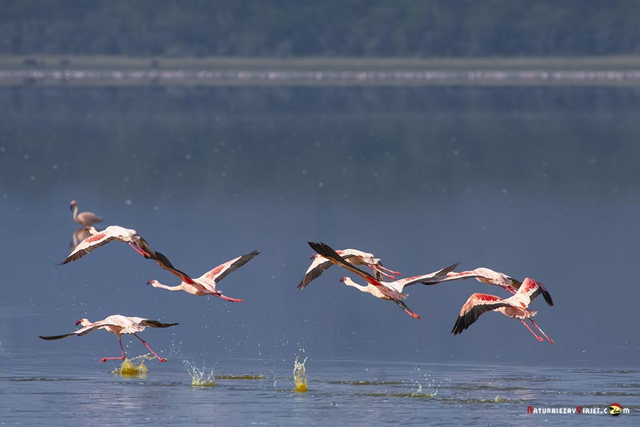 Flamencos en Nakuru