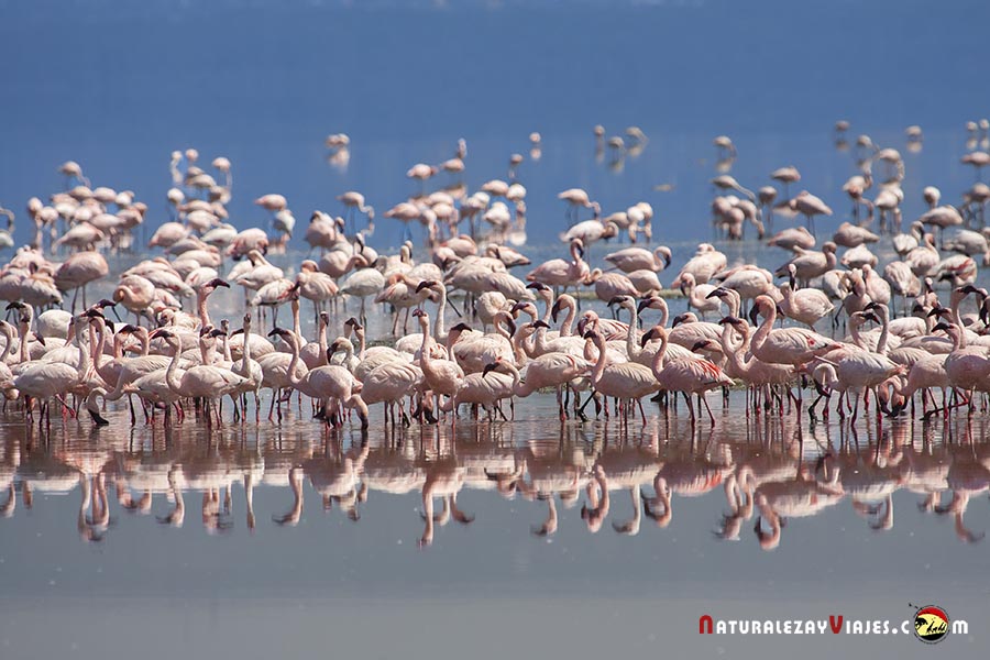 Flamencos en el Parque Nacional del Lago Nakuru