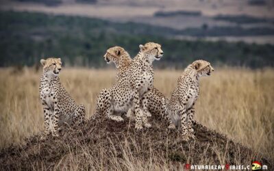 Reserva Nacional Masai Mara (1ª parte)