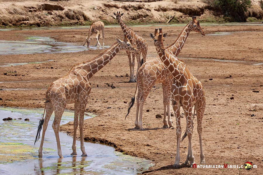 Reserva Nacional Buffalo Springs Kenia Reserva Nacional Buffalo Springs Kenia