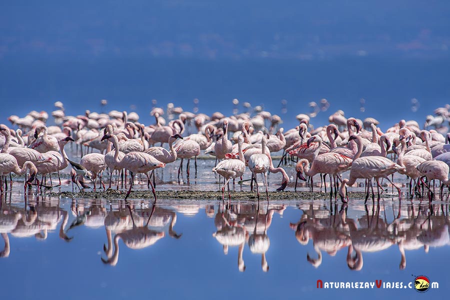 Flamencos en el Lago Nakuru de Kenia