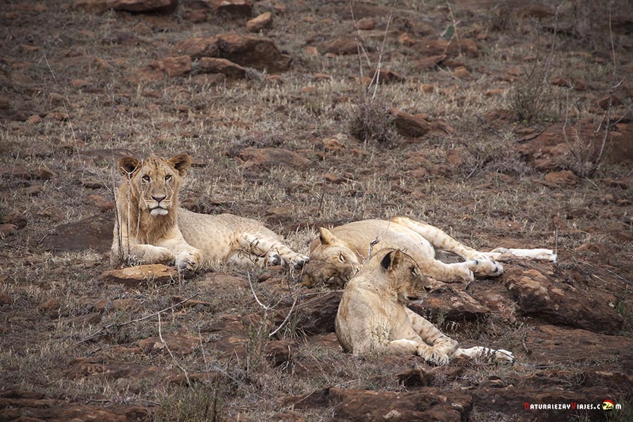 Leones Lago Nakuru, Kenia
