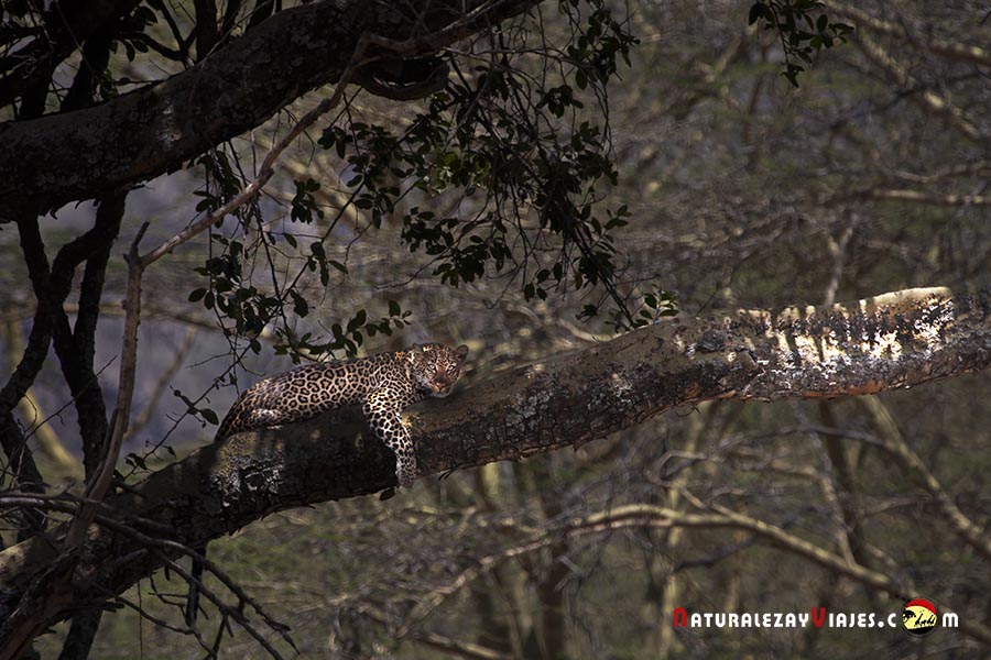 Leopardo en Nakuru