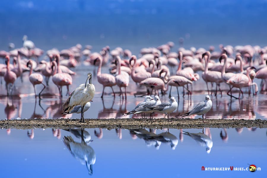 Ibis sagrado en el Lago Nakuru