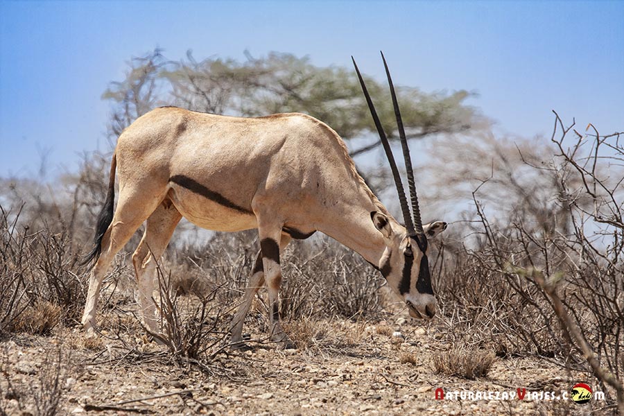 Oryx en Kenia