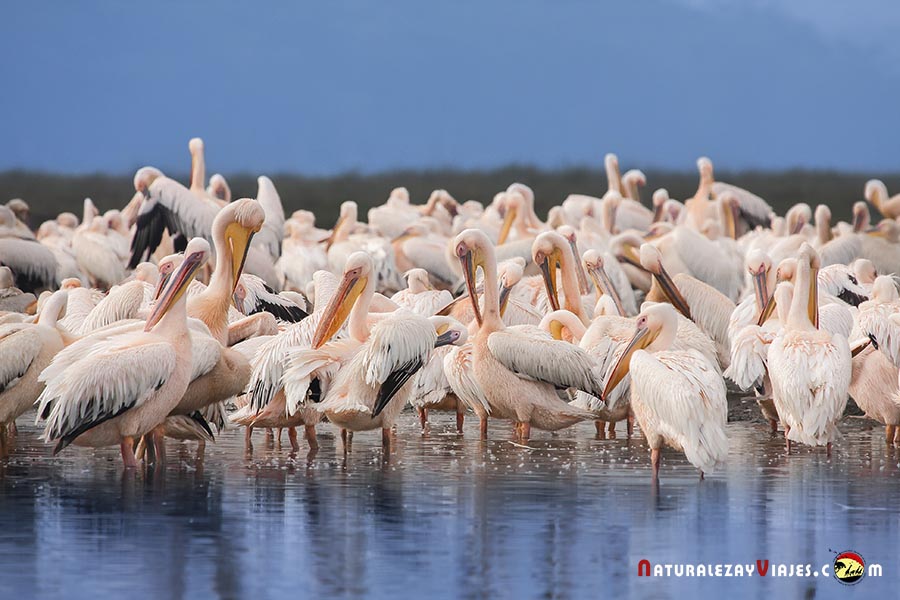 Pelícanos en el Parque Nacional Lago Nakuru, Kenia