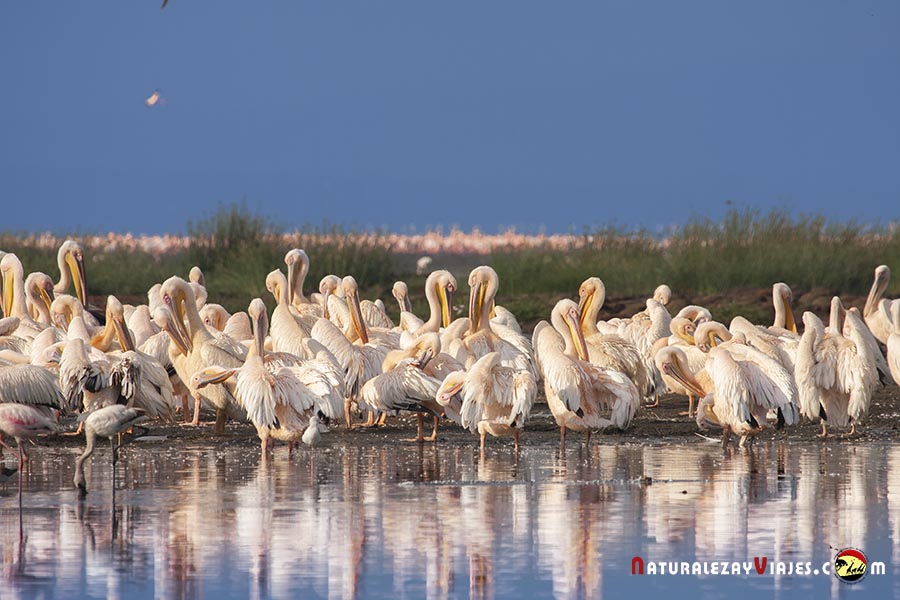 Pelícanos en el Parque Nacional Lago Nakuru