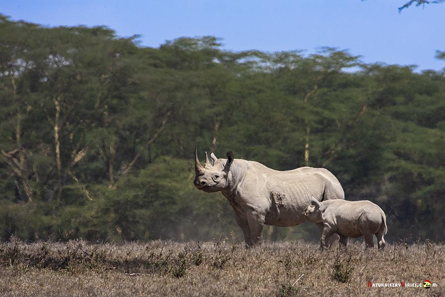 Rino Black en el parque nacional Nakuru