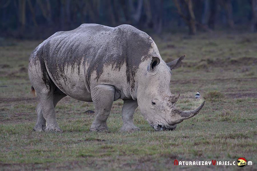 Rinoceronte blanco en lago nakuru, Kenia