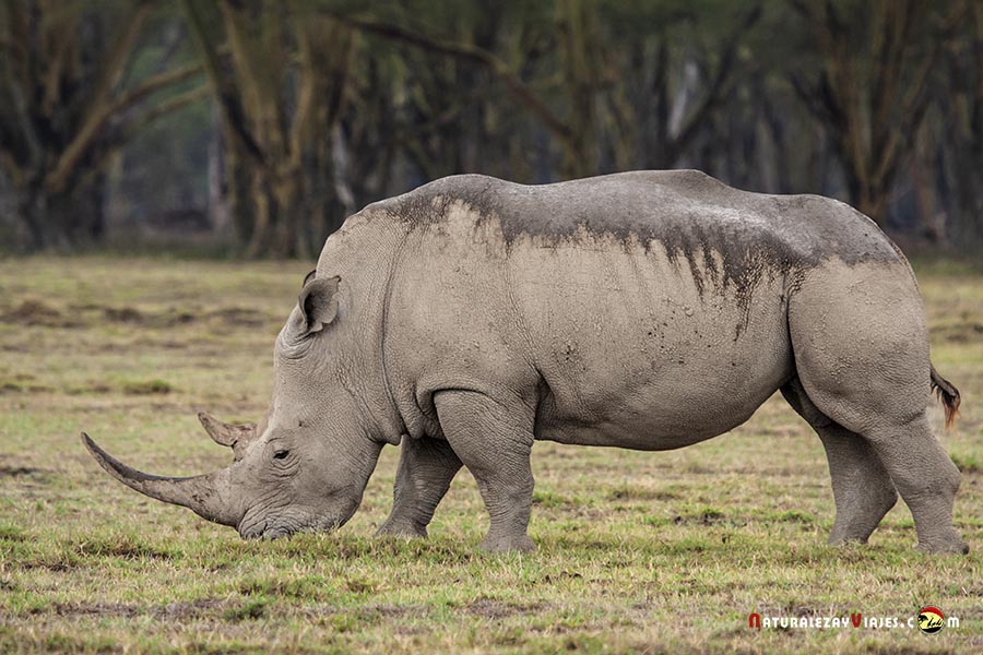 Rinoceronte blanco en el Parque Nacional Nakuru