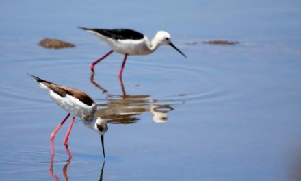 Marismas del Odiel, Huelva - Naturaleza y Viajes