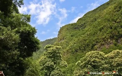 Los Tilos y los Nacientes de Marcos y Cordero