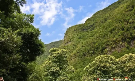 Los Tilos y los Nacientes de Marcos y Cordero