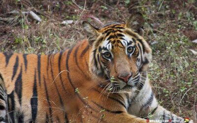La observación de tigres en libertad: en el lugar adecuado y en el momento justo