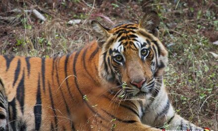 La observación de tigres en libertad: en el lugar adecuado y en el momento justo