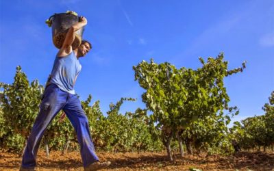 Recogida de la uva, recogida de ilusiones. ¡Septiembre huele a vendimia!