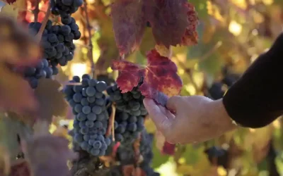 Vivanco: compartiendo la cultura del vino en La Rioja