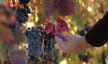 Vivanco: compartiendo la cultura del vino en La Rioja