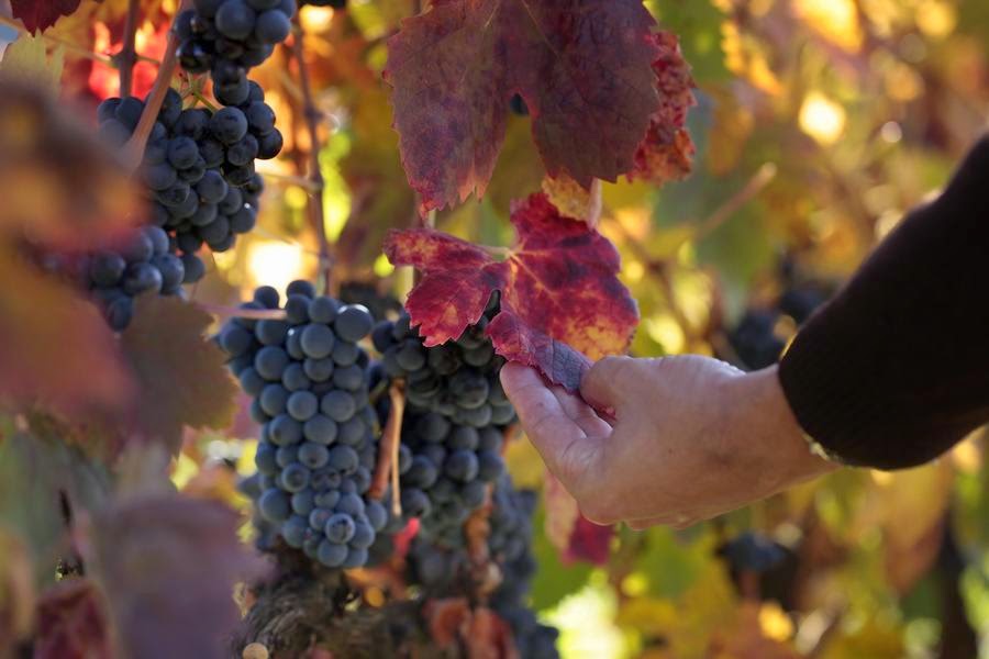 Vivanco: compartiendo la cultura del vino en La Rioja