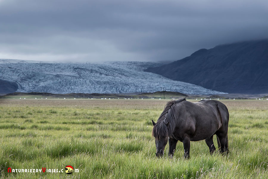 Caballo islandés junto al Glaciar Flaajokull, Guía para viajar a Islandia