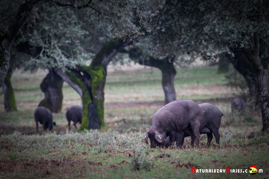 Cerdos Parque Natural Sierra Morena de Sevilla