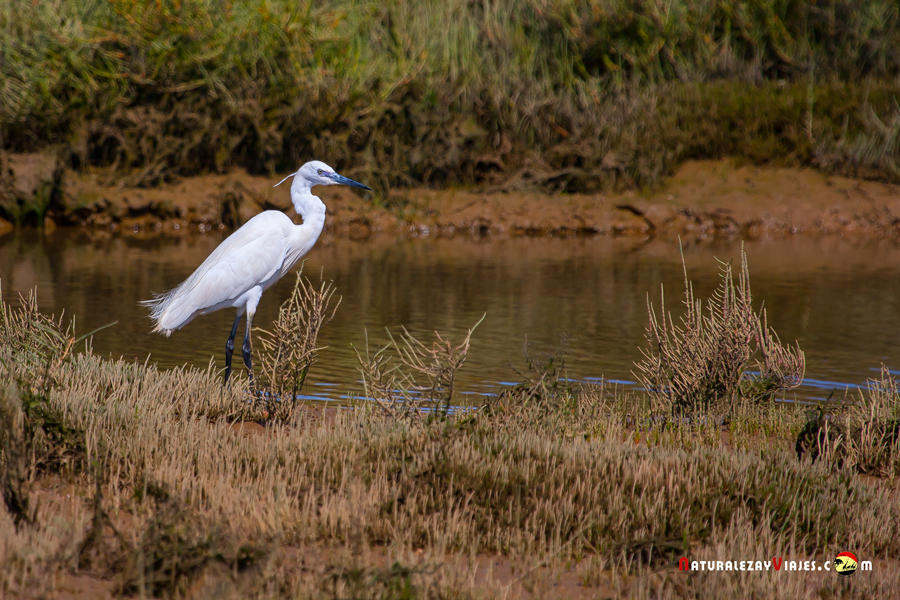 Dónde ver aves en el Algarve