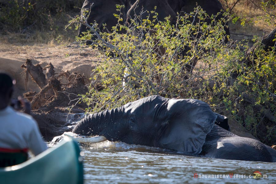 Elefantes en Canoa por el río Zambezi Zambia