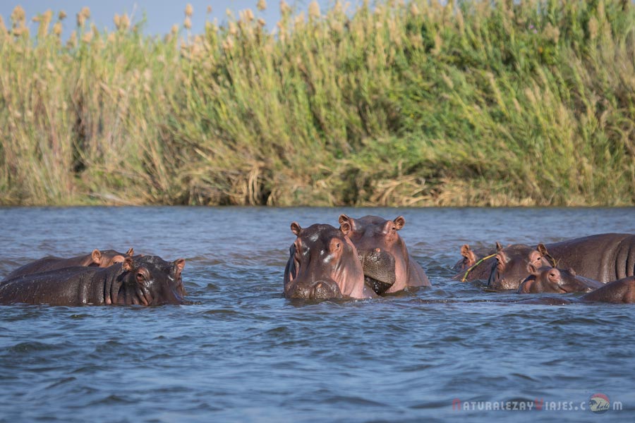 Hipopótamos en Zambezi, Zambia