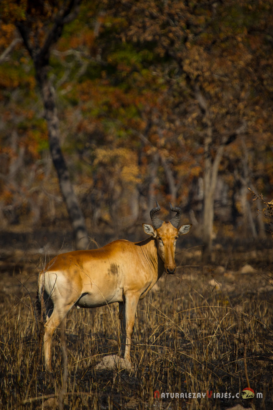 Alcéfalo en Parque Nacional Kafue, Zambia
