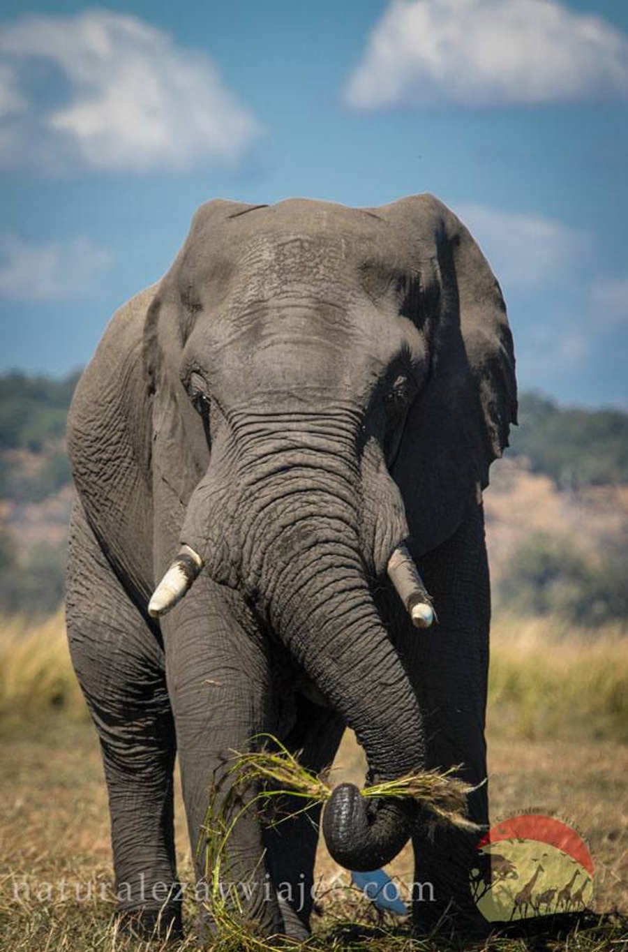 Elefantes en el Parque Nacional Chobe, Botswana