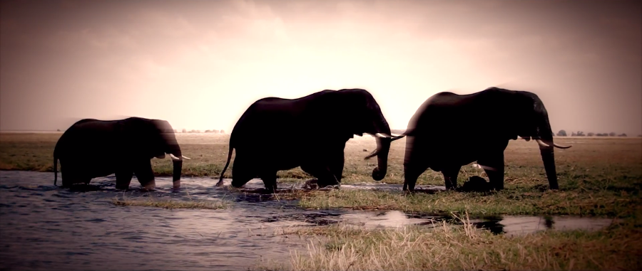 Elefantes en Parque Nacional Chobe