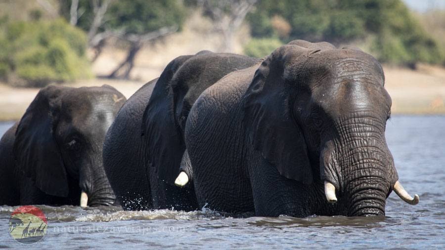Elefantes en Chobe, Botswana