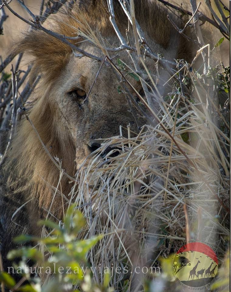 León en Chobe, Botswana