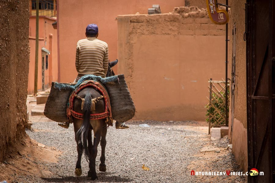 Burro en Marruecos