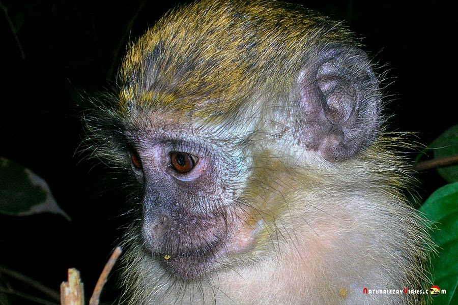 Mono verde en Bijilo National Park, uno de los lugares qué visitar en Gambia