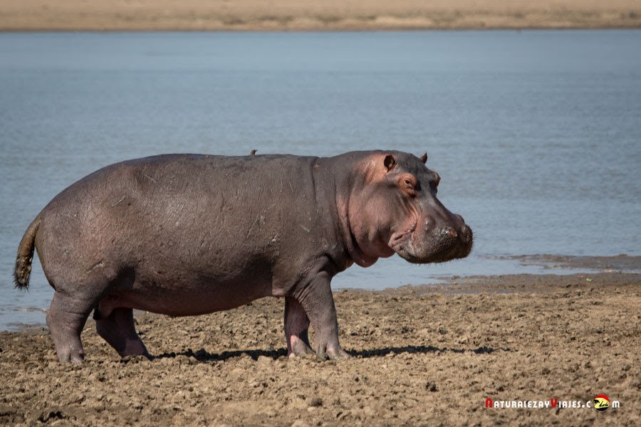 Hipopótamo en Parque Nacional Niokolo Koba