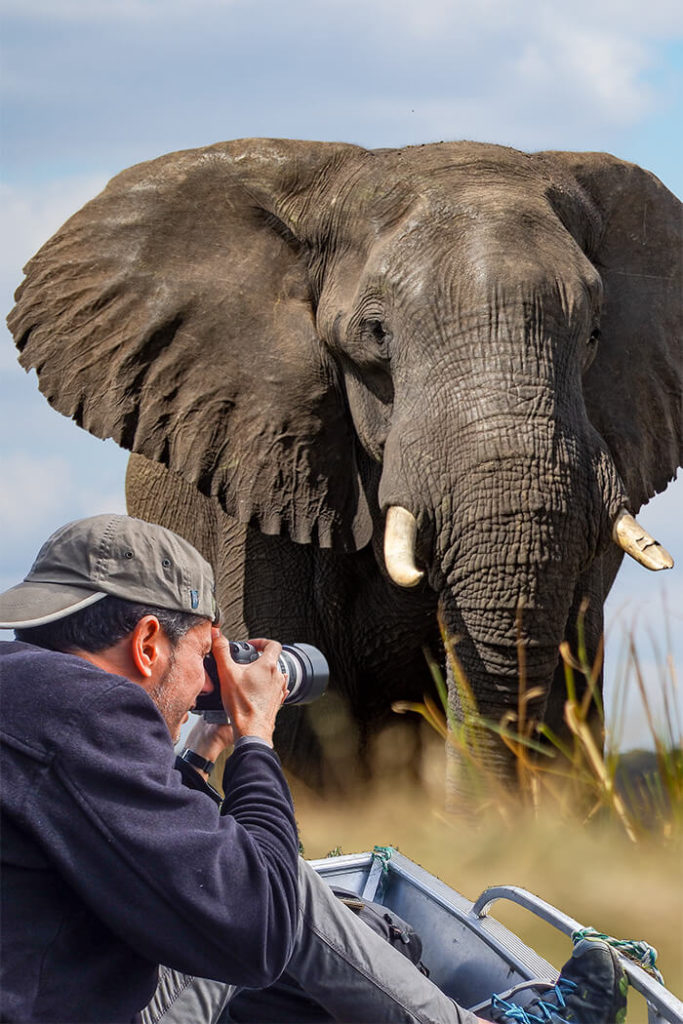 Elefante África Antonio Ruiz