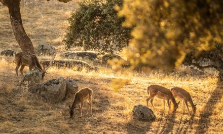 Los mejores blogs de naturaleza