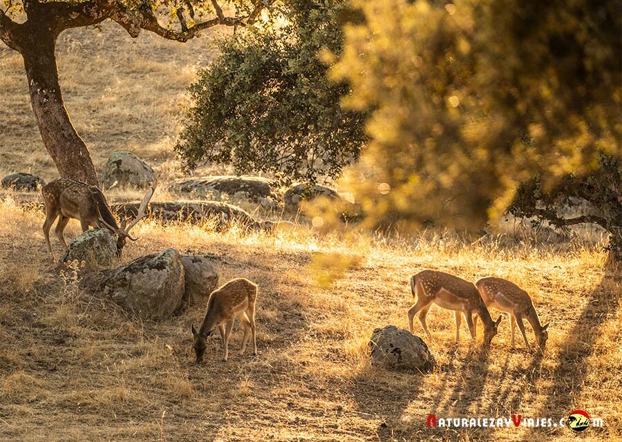 Los mejores blogs de naturaleza