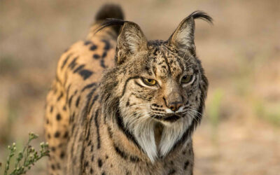 Las mejores excursiones en Doñana en 2025