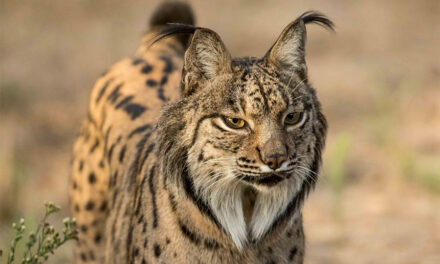 Las mejores excursiones en Doñana en 2025