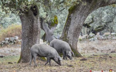 Parque Natural Sierra de Aracena y Picos de Aroche (2025)