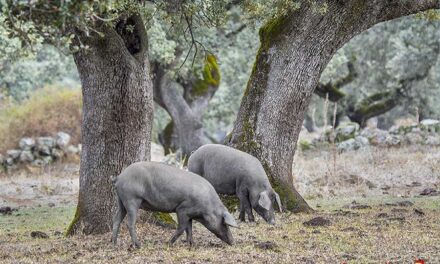 Parque Natural Sierra de Aracena y Picos de Aroche (2025)