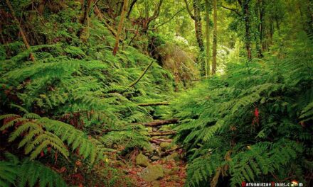 Ruta El Cubo de la Galga, Isla La Palma